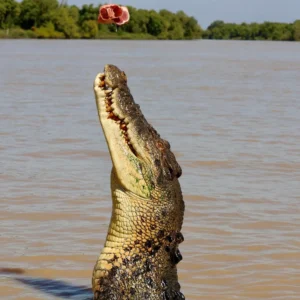 Best Light for Jumping Croc Photos