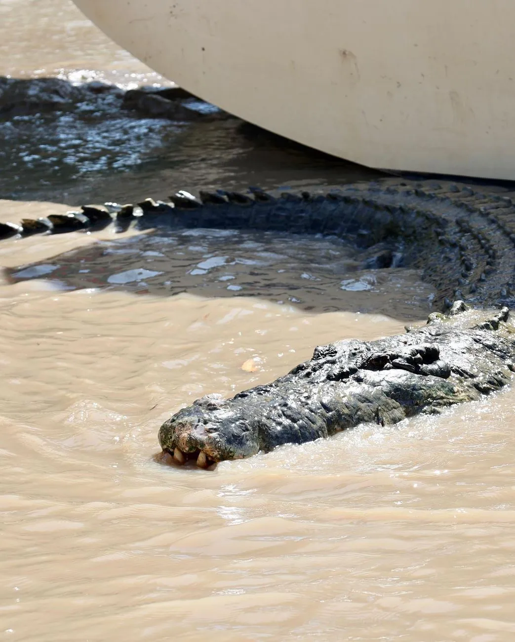 Portal Educando | Best Light for Jumping Croc Photos Choosing the Right Spot to Get Your Shot