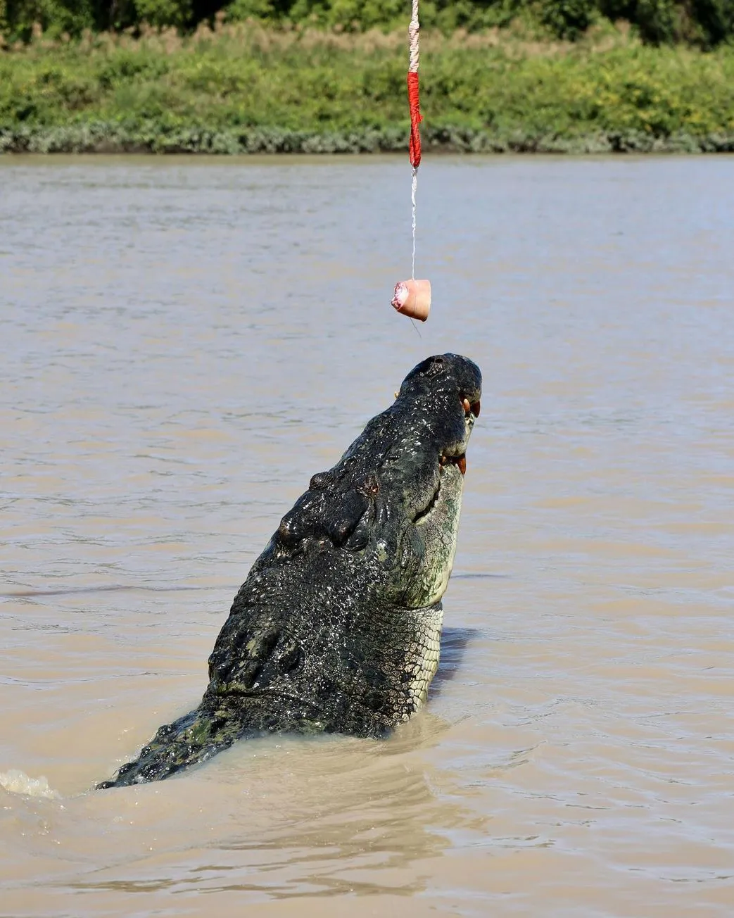 Portal Educando | Best Light for Jumping Croc Photos Comparing the Cruises, Which One Nails the Light
