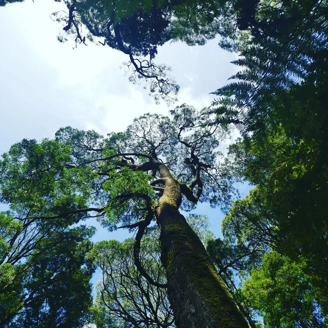 Great Ocean Road tour