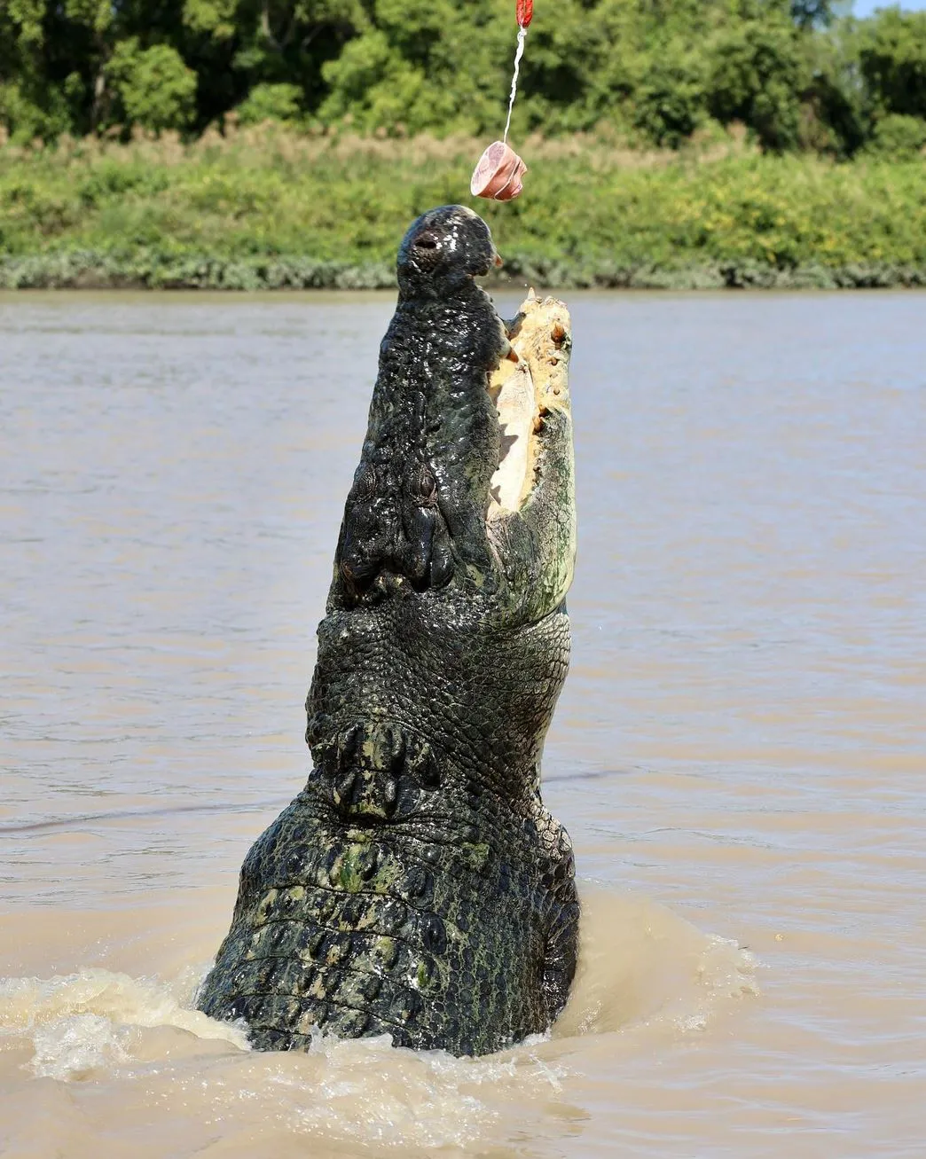 Portal Educando | Best Light for Jumping Croc Photos Jumping Crocodile Cruise