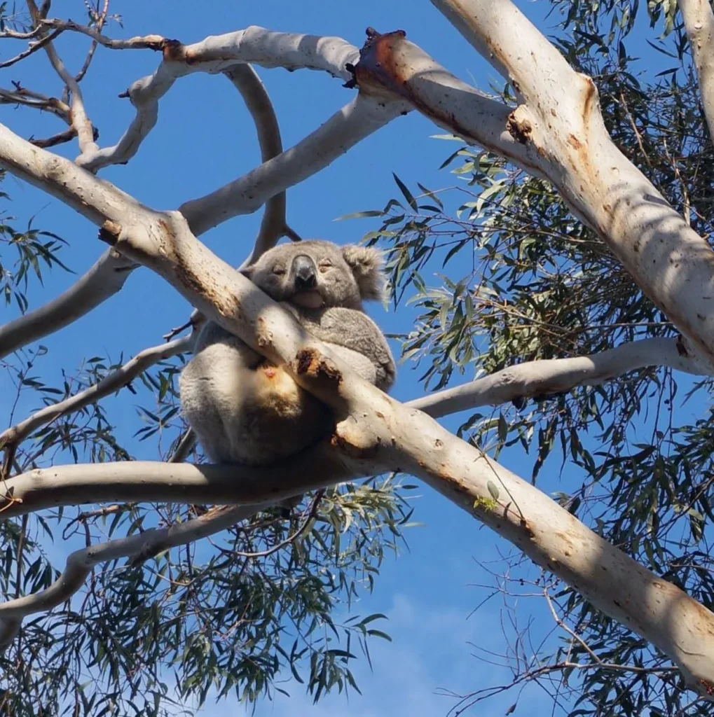 Koala Conservation Reserve, Phillip Island