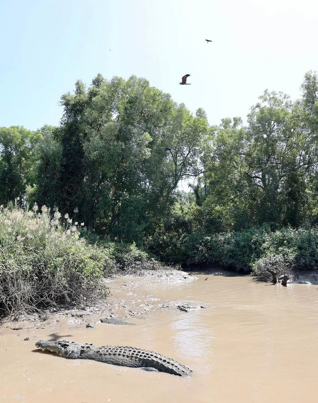 Portal Educando | Best Light for Jumping Croc Photos Local Insight, Chatting to the Skippers