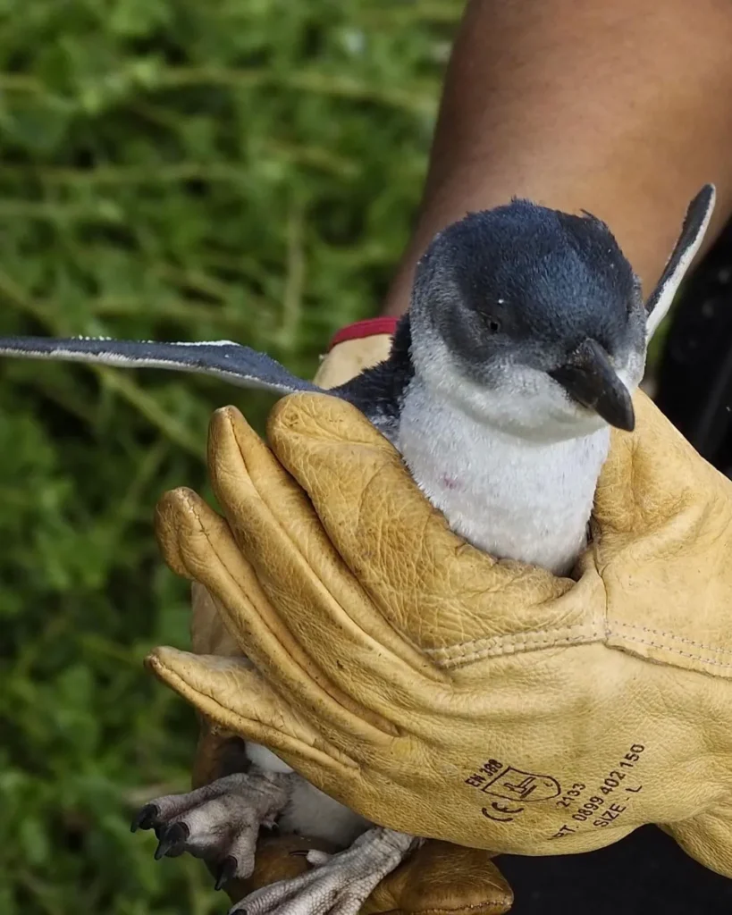 Penguin Parade, Phillip Island tour