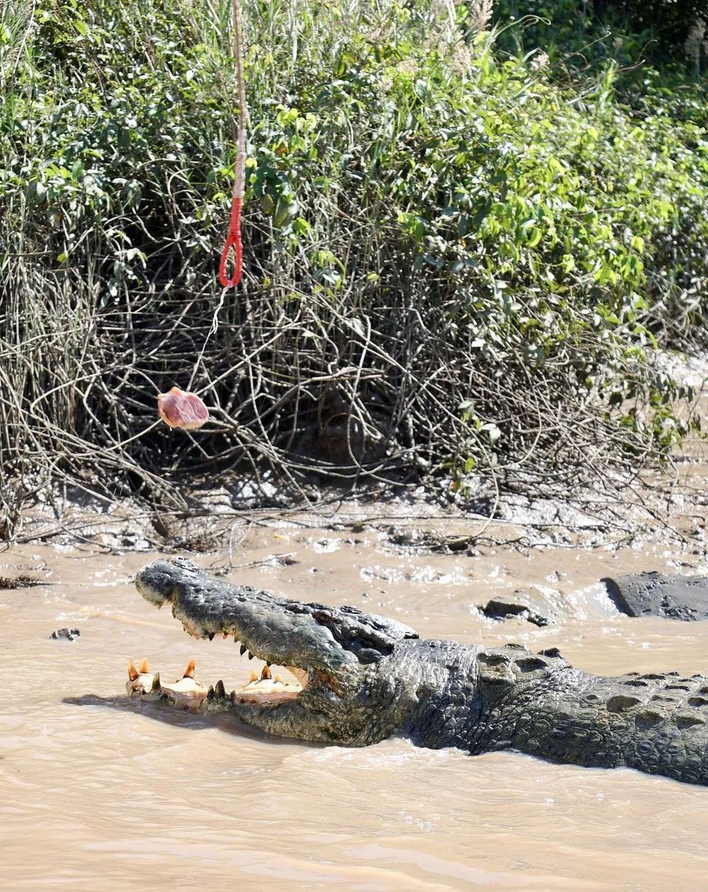 Portal Educando | Best Light for Jumping Croc Photos The Special Challenges of Shooting on the Adelaide River