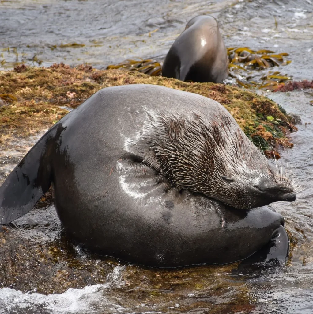 Wildlife Coast Cruise, Seal Rocks, Phillip Island